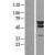 Western Blot: Hsp60 Lysate [NBL1-11766] - Western Blot experiments.  Left-Control; Right -Over-expression Lysate for HSPD1.